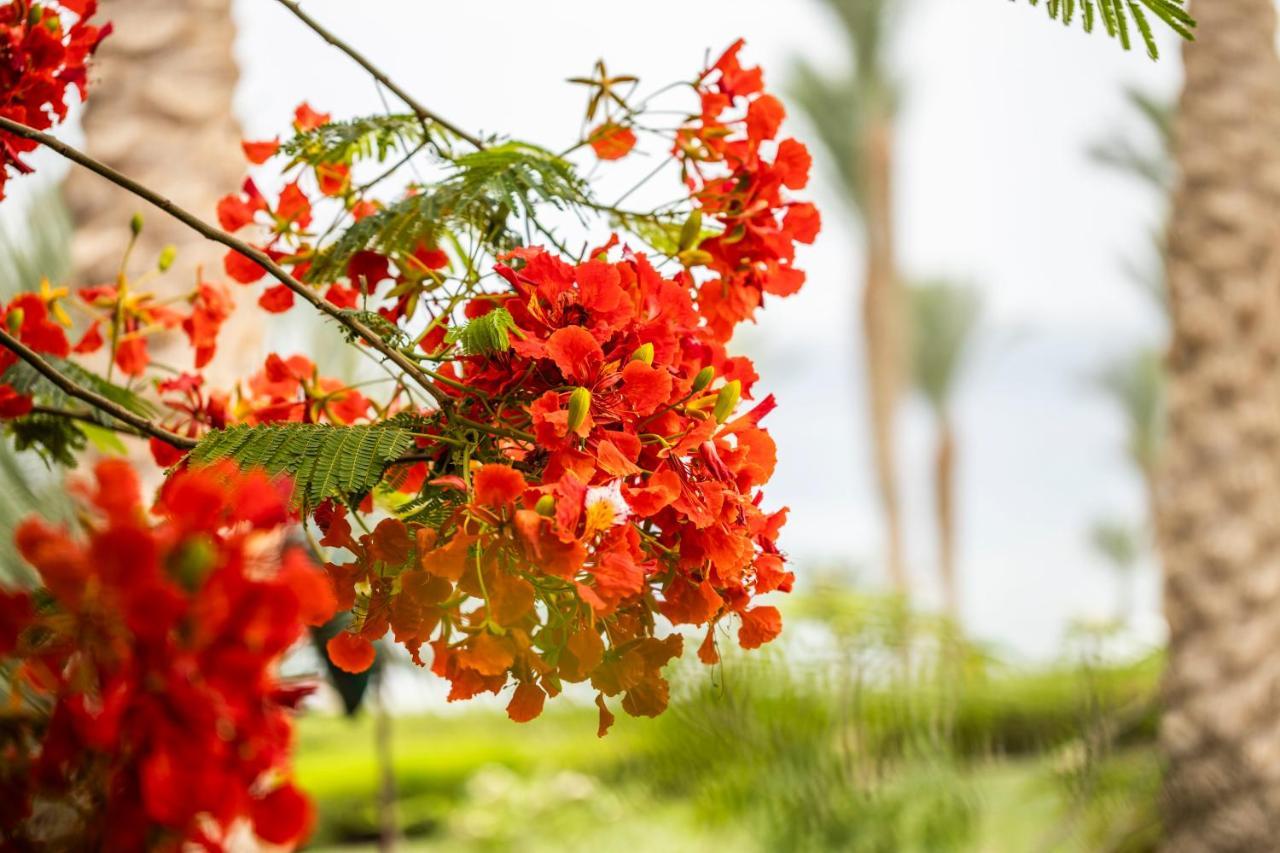 Four Seasons Resort Sharm El Sheikh Private Residential Villa & Chalet - Egypt Esterno foto